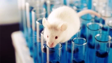 Phân tích từ vựng đề IELTS Writing Task 2 – Chủ đề Animal testing