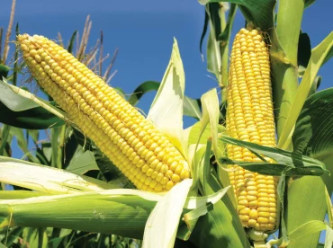 Bài tập IELTS Reading: The people of corn - Phân tích từ vựng