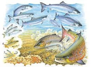 Bài Mẫu IELTS Writing Task 1: Life Cycle of A Salmon