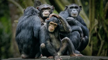 Bài tập IELTS Reading - The Culture of Chimpanzee