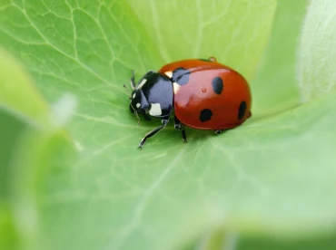 IELTS Writing Task 1: Life Cycle of A LadyBug (Fill In The Gap)