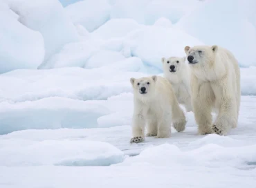 Reading part 1 - Chủ đề: Why we need to protect polar bears