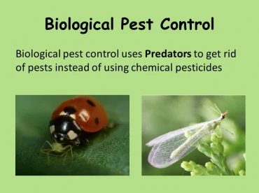 Phân tích từ vựng bài đọc IELTS Reading - Biological Control of Pests  