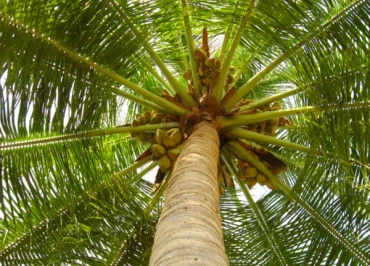 Bài tập IELTS Reading - The coconut palm