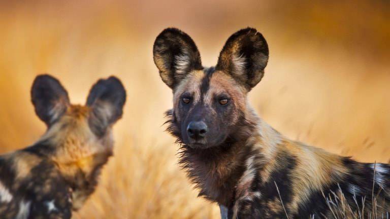 IELTS Reading - On the trail of Africa’s wild dogs