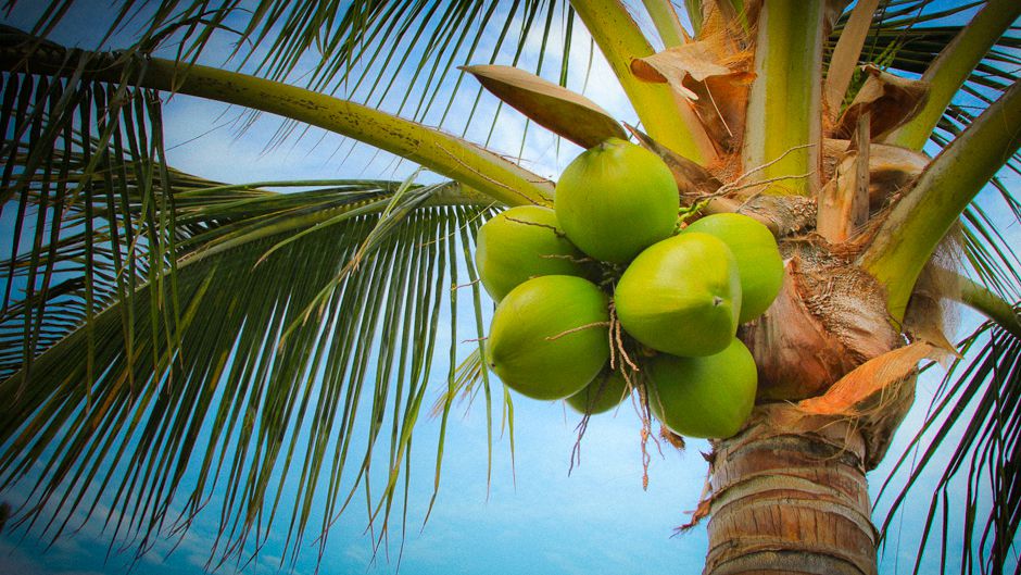 IELTS Reading - The coconut palm